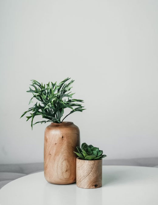 plantes
